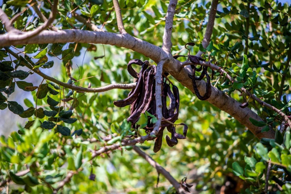 Finca Rural Es Pujol Sóller Exteriér fotografie
