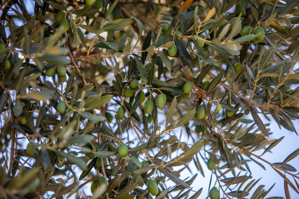 Finca Rural Es Pujol Sóller Exteriér fotografie