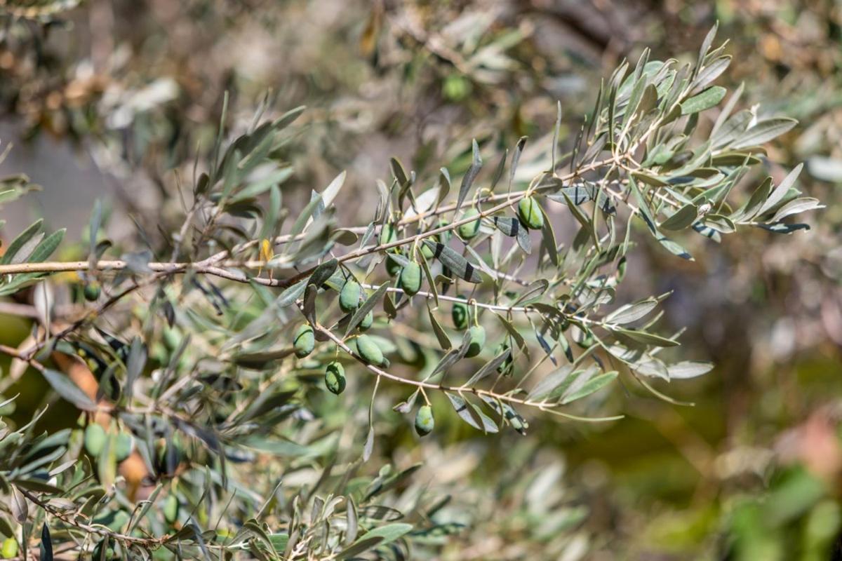 Finca Rural Es Pujol Sóller Exteriér fotografie