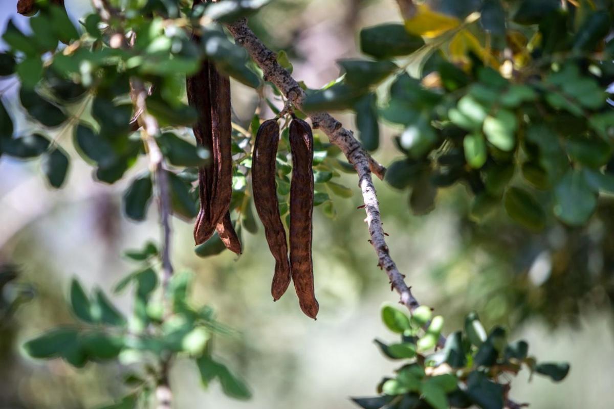 Finca Rural Es Pujol Sóller Exteriér fotografie